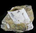 Large Crystal Filled Baculites Fossil - South Dakota #22799-4
